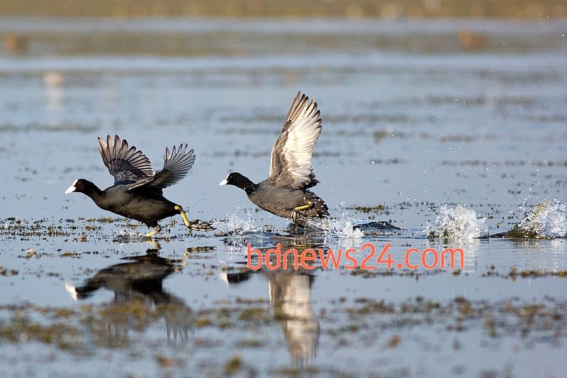 Common Coots skip across the waters of Tanguar Haor, Sunamganj.