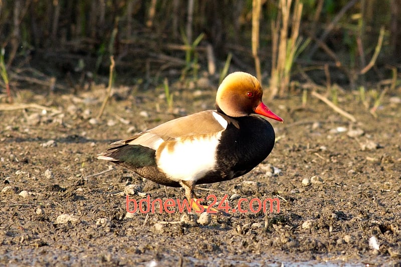 A Red-crested Pochard sits on the banks of Tanguar Haor in Sunamganj.