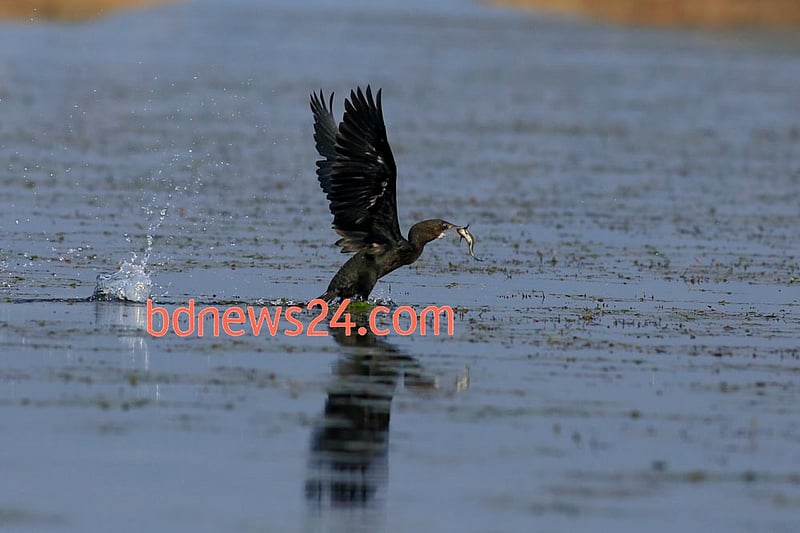 A Little Cormorant with its catch at Tanguar Haor of Sunamganj.