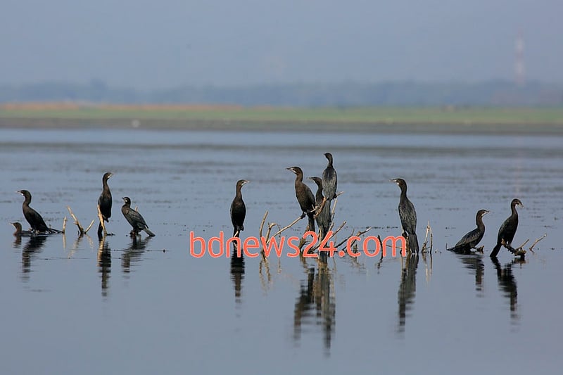 Great and Little Cormorants watch over the waters at Tanguar Haor of Sunamganj.