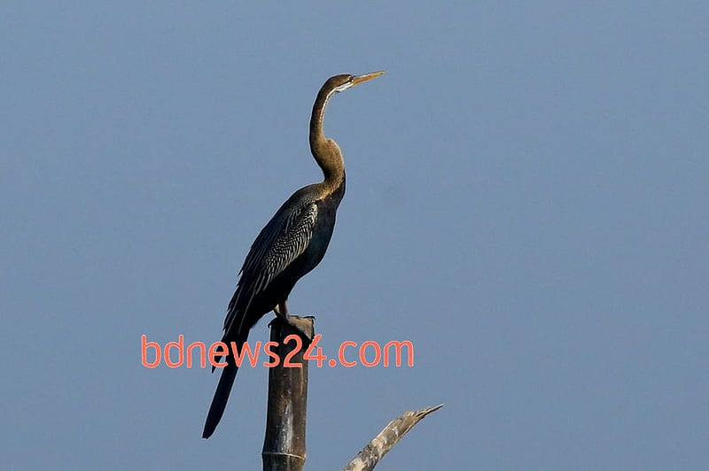 The magnificence of an Oriental Darter is there to be seen at Tanguar Haor in Sunamganj.