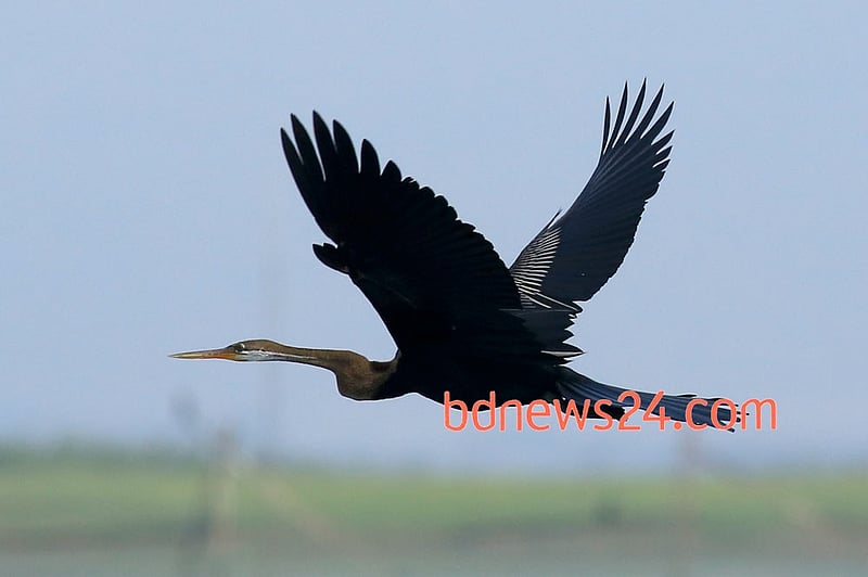 The magnificence of an Oriental Darter is there to be seen at Tanguar Haor in Sunamganj.