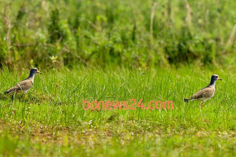Grey-headed Lapwings on the grassy banks of Tanguar Haor, Sunamganj.