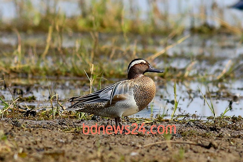 A Garganey sits on the banks of Tanguar Haor in Sunamganj.