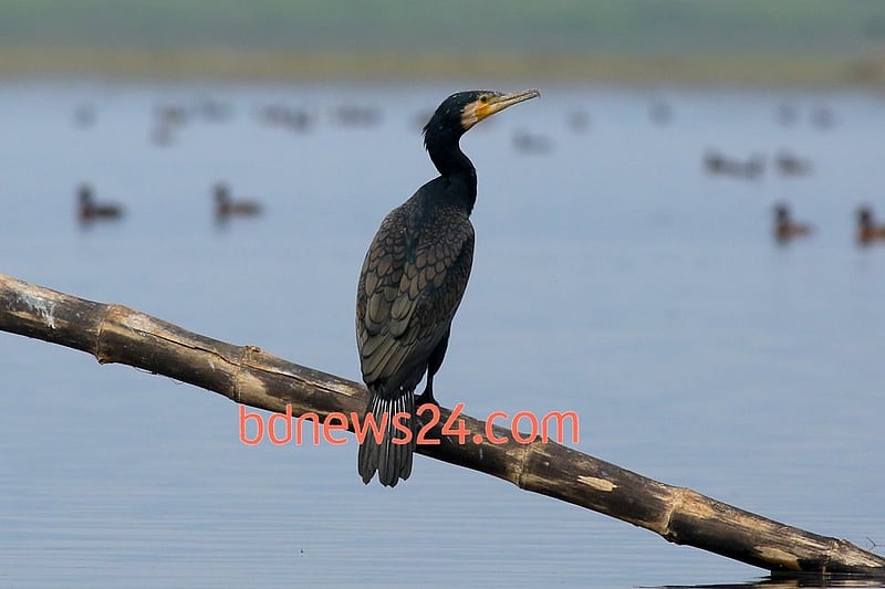 A Great Cormorant perches on a tree branch near Tanguar Haor, Sunamganj.