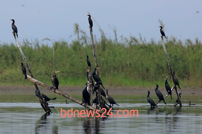 Great and Little Cormorants watch over the waters at Tanguar Haor of Sunamganj.