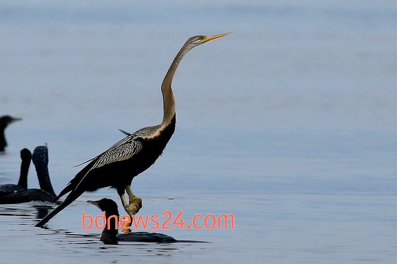 The magnificence of an Oriental Darter is there to be seen at Tanguar Haor in Sunamganj.