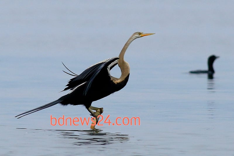 The magnificence of an Oriental Darter is there to be seen at Tanguar Haor in Sunamganj.