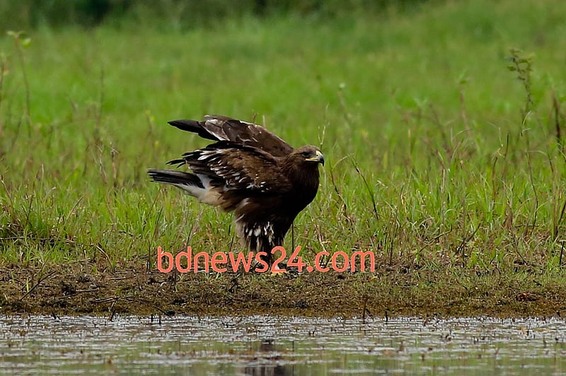 A Greater Spotted Eagle lands at Tanguar Haor, Sunamganj.