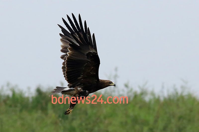 A Greater Spotted Eagle lands at Tanguar Haor, Sunamganj.