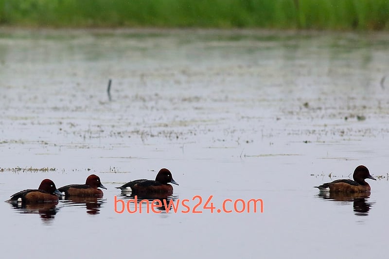 A flock of Ferruginous Ducks swims at Tanguar Haor, Sunamganj.