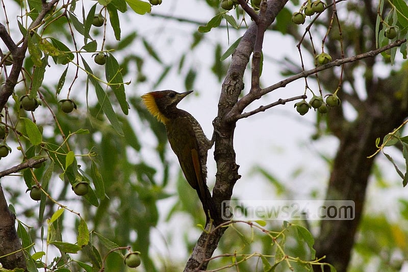 A Lesser-Yeollow Nape at Sundarban's Kotka wildlife sanctuary.