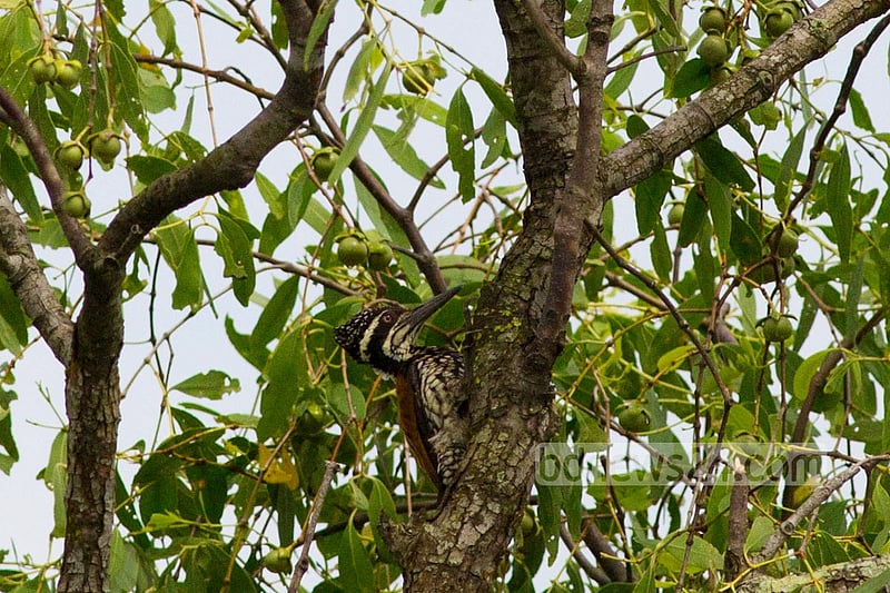A Greater-Flameback at Sundarban's Kotka wildlife sanctuary.