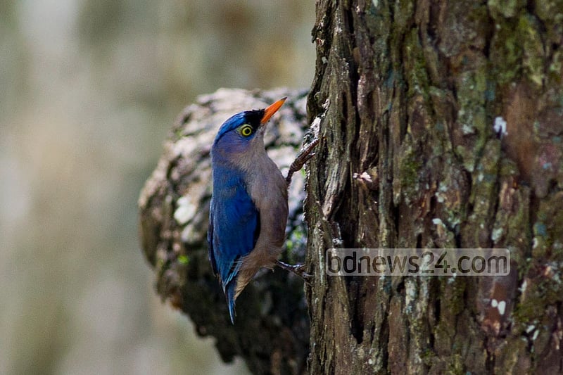 This photo of Velvet-Fronted-Nuthatch was taken from Sundarban's Kotka wildlife sanctuary recently.