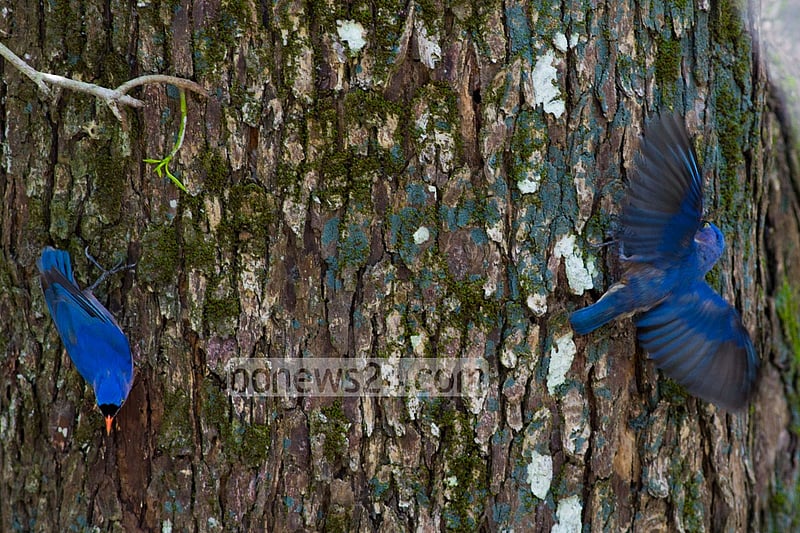 This photo of Velvet-Fronted-Nuthatch was taken from Sundarban's Kotka wildlife sanctuary recently.