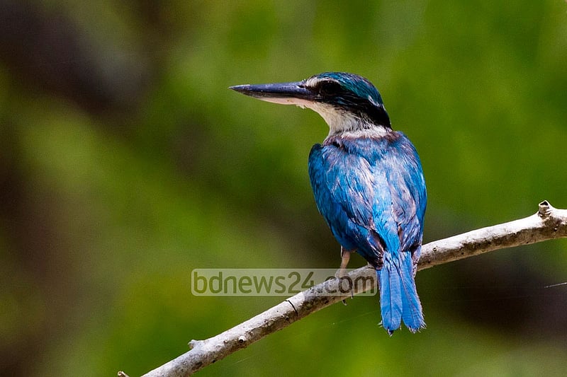This photo of Collared Kingfisher was taken from Sundarban's Harbaria recently.