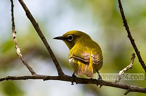 The Winged Beauties of Sundarban