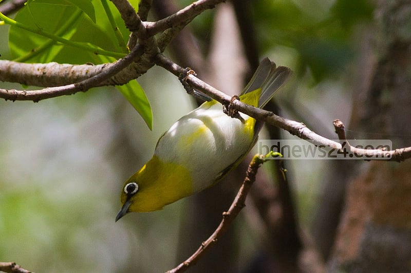 This photo of Oriental-White-Eye was taken from Sundarban's Karamjal recently.