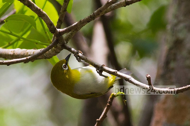 This photo of Oriental-White-Eye was taken from Sundarban's Karamjal recently.