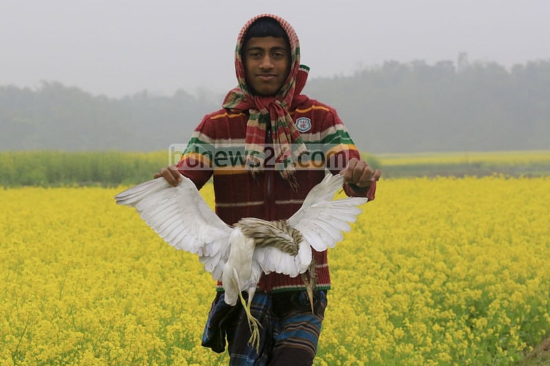 Onset of winter has given rise to bird hunting at Alokdia Beel in Manikganj’s Singair. Local resident Joinal Abedin claims that almost every night hunters kill birds with poison trap. A boy carrying a crane left behind by the hunters.
