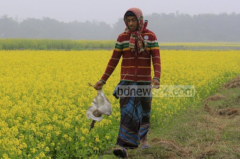 Onset of winter has given rise to bird hunting at Alokdia Beel in Manikganj’s Singair. Local resident Joinal Abedin claims that almost every night hunters kill birds with poison trap. A boy carrying a crane left behind by the hunters.