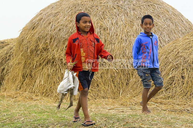 Onset of winter has given rise to bird hunting at Alokdia Beel in Manikganj’s Singair. Local resident Joinal Abedin claims that almost every night hunters kill birds with poison trap. A boy carrying a crane left behind by the hunters.