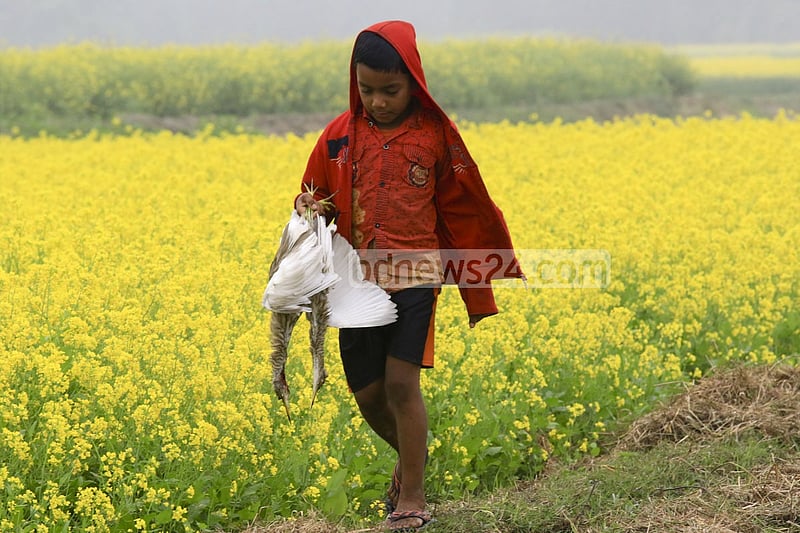 Onset of winter has given rise to bird hunting at Alokdia Beel in Manikganj’s Singair. Local resident Joinal Abedin claims that almost every night hunters kill birds with poison trap. A boy carrying a crane left behind by the hunters.