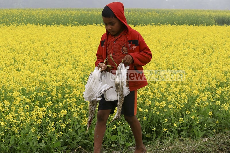 Onset of winter has given rise to bird hunting at Alokdia Beel in Manikganj’s Singair. Local resident Joinal Abedin claims that almost every night hunters kill birds with poison trap. A boy carrying a crane left behind by the hunters.