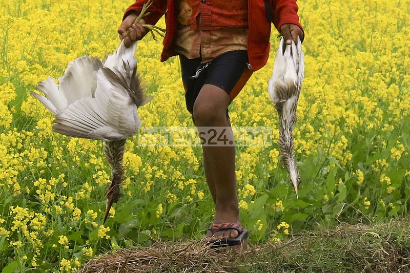 Onset of winter has given rise to bird hunting at Alokdia Beel in Manikganj’s Singair. Local resident Joinal Abedin claims that almost every night hunters kill birds with poison trap. A boy carrying a crane left behind by the hunters.