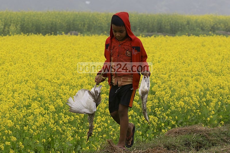 Onset of winter has given rise to bird hunting at Alokdia Beel in Manikganj’s Singair. Local resident Joinal Abedin claims that almost every night hunters kill birds with poison trap. A boy carrying a crane left behind by the hunters.