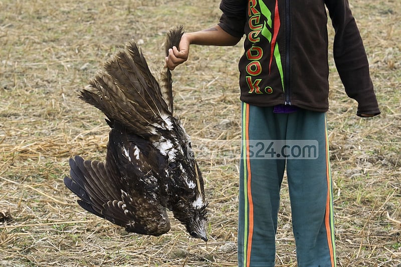 Hunters lay poison traps on Alokdia Beel. A kestrel dies caught in the trap. The photo was taken from Alokdia Beel in Manikganj’s Singair.