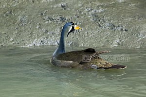 Masked Finfoot