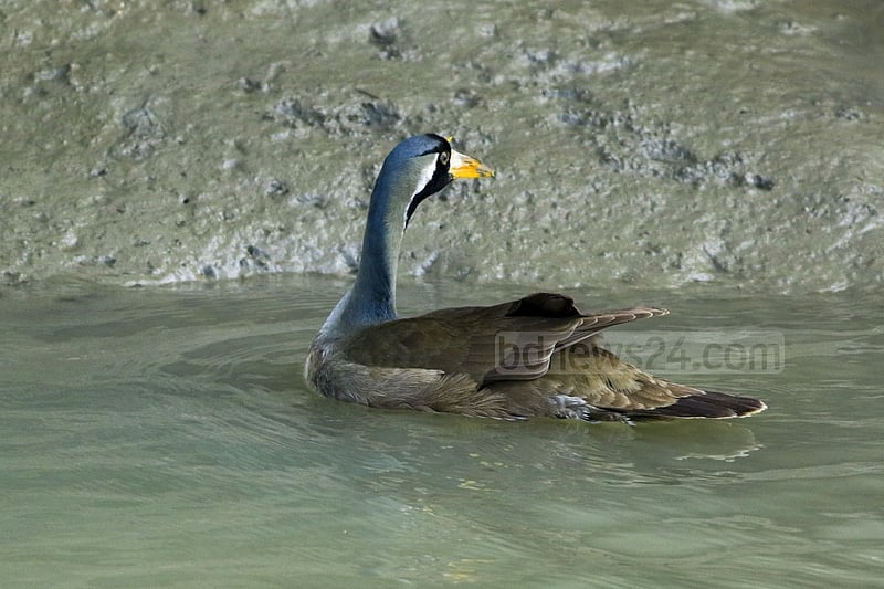 The Masked Finfoot, locally known as Hansh Pakhi or Sundori Hansh, captured in this frame in the Sundarbans mangrove forest. Rarely seen in Bangladesh, the bird is a globally endangered species.