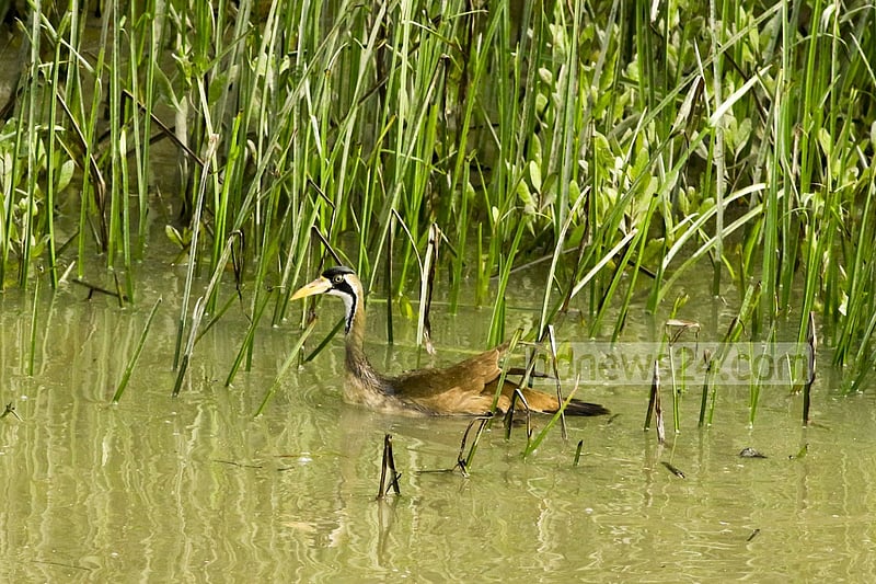 Masked Finfoot mostly found in Bangladesh Sundarbans. Its population across the world is probably as low as 1,000.