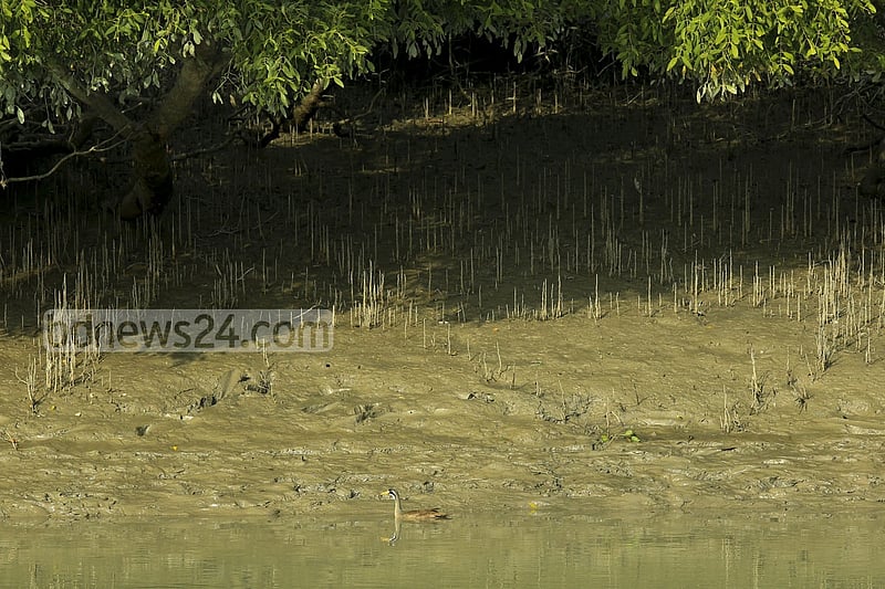 In Sundarbans, Masked Finfoot is mostly found on the eastern fringe’s Katka and Harbahia.