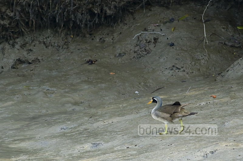 In Sundarbans, Masked Finfoot is mostly found on the eastern fringe’s Katka and Harbahia.