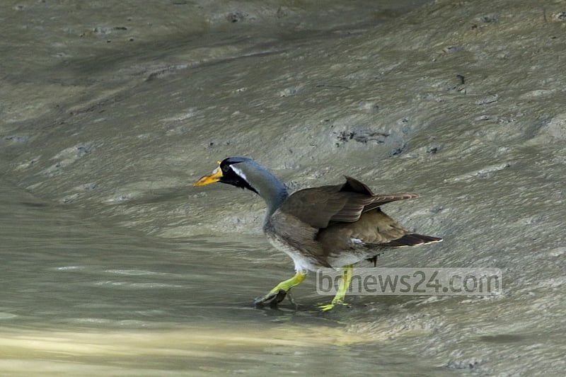 A photo of a male Masked Finfoot taken from the Sundorir Khal near Katka Wildlife Sanctuary in the Sundarbans.