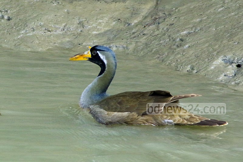 A photo of a male Masked Finfoot taken from the Sundorir Khal near Katka Wildlife Sanctuary in the Sundarbans.