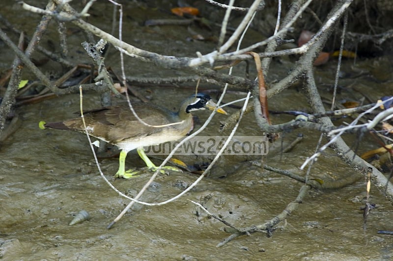 The Masked Finfoot is a brownish bird with black facial mask and yellowish bill. The male has a prominent black throat and fore neck while the female has a white throat and fore neck surrounded by a prominent black border. The legs and 'lobed' feet are pea green.