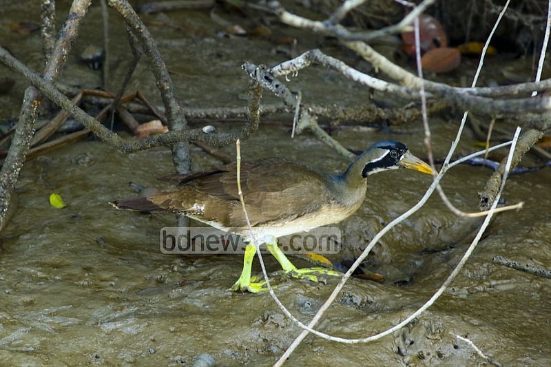 The Masked Finfoot is a brownish bird with black facial mask and yellowish bill. The male has a prominent black throat and fore neck while the female has a white throat and fore neck surrounded by a prominent black border. The legs and 'lobed' feet are pea green.