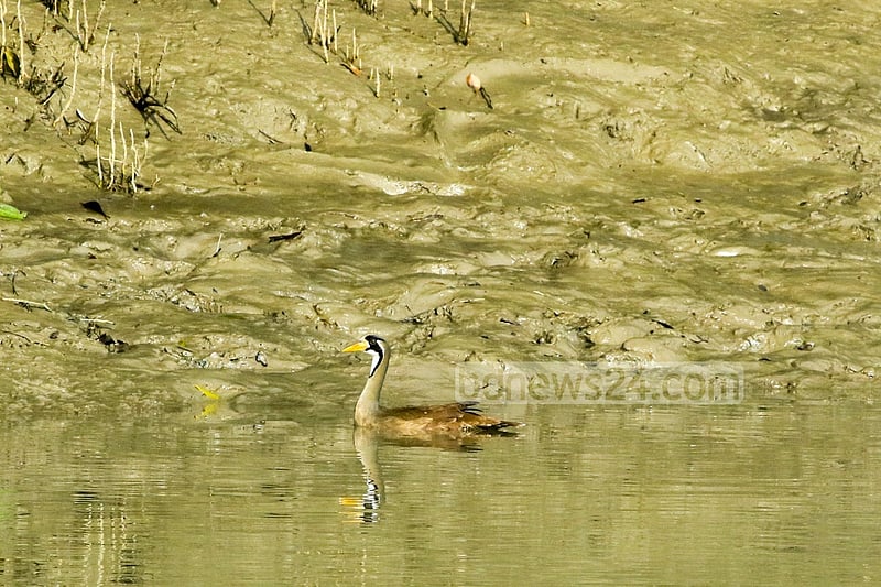 A female Masked Finfoot swims on a creek in the Sundarbans. The Bangladesh part of the world’s largest mangrove forest is home to one of the last populations of the endangered Masked Finfoot and is considered as a safe refuge of this highly threatened species.