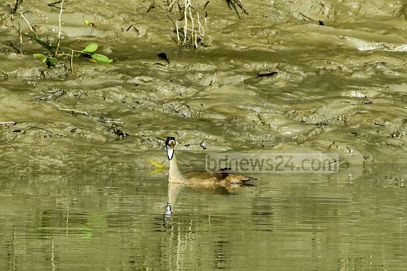 A female Masked Finfoot swims on a creek in the Sundarbans. The Bangladesh part of the world’s largest mangrove forest is home to one of the last populations of the endangered Masked Finfoot and is considered as a safe refuge of this highly threatened species.