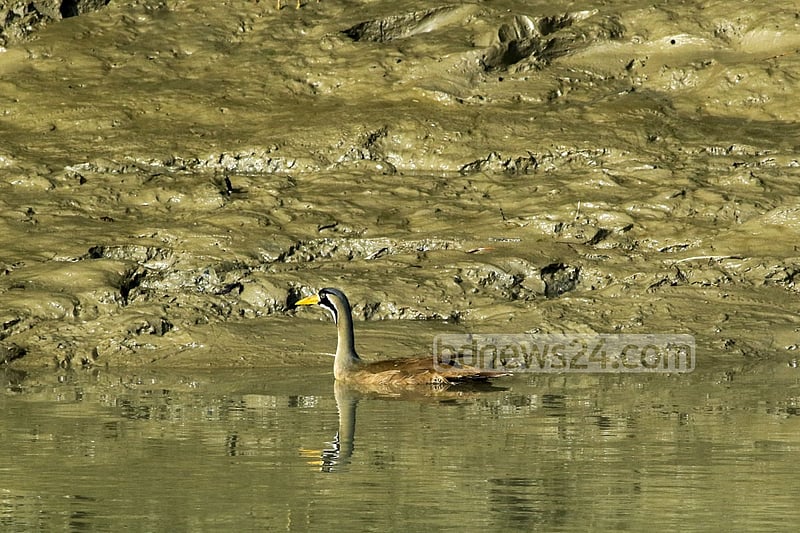 A female Masked Finfoot swims on a creek in the Sundarbans. The Bangladesh part of the world’s largest mangrove forest is home to one of the last populations of the endangered Masked Finfoot and is considered as a safe refuge of this highly threatened species.