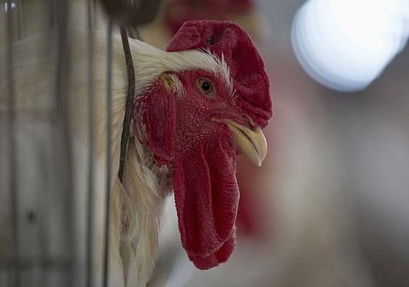 Maharashtra's beef ban to boost chicken sales