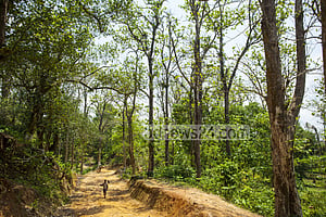 সংরক্ষিত বনাঞ্চলের গাছ কাটা যাবে না ২০৩০ সাল পর্যন্ত