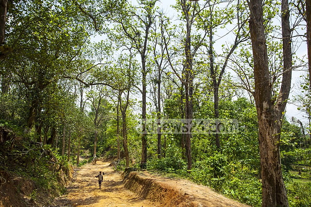 সংরক্ষিত বনাঞ্চলের গাছ কাটা যাবে না ২০৩০ সাল পর্যন্ত