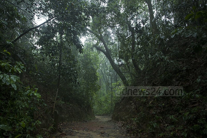 বৃষ্টিস্নাত লাউয়াছড়া জাতীয় উদ্যান।  