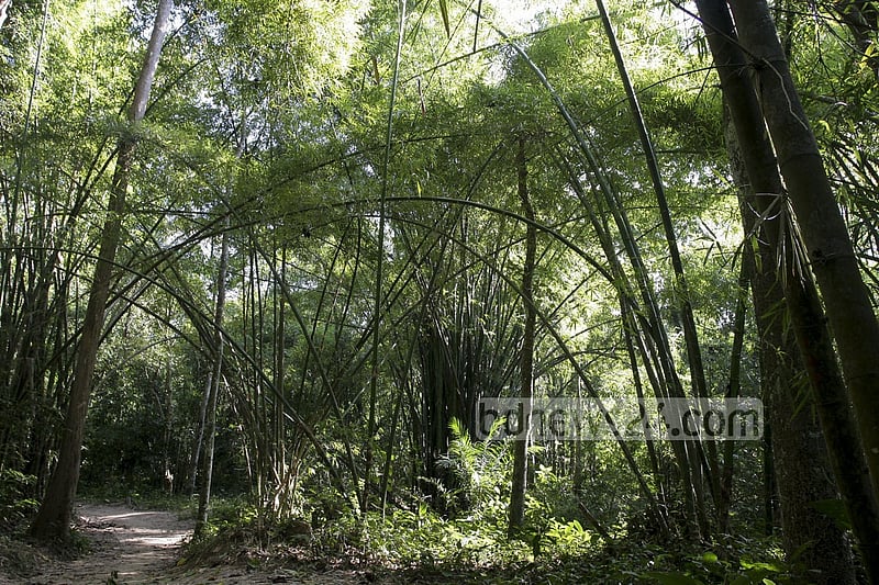 লাউয়াছড়ার গভীর জঙ্গল।  