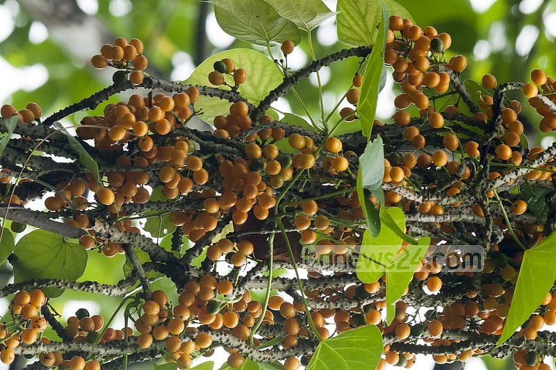 লাউয়াছড়া জঙ্গলে বুনো ফল।  