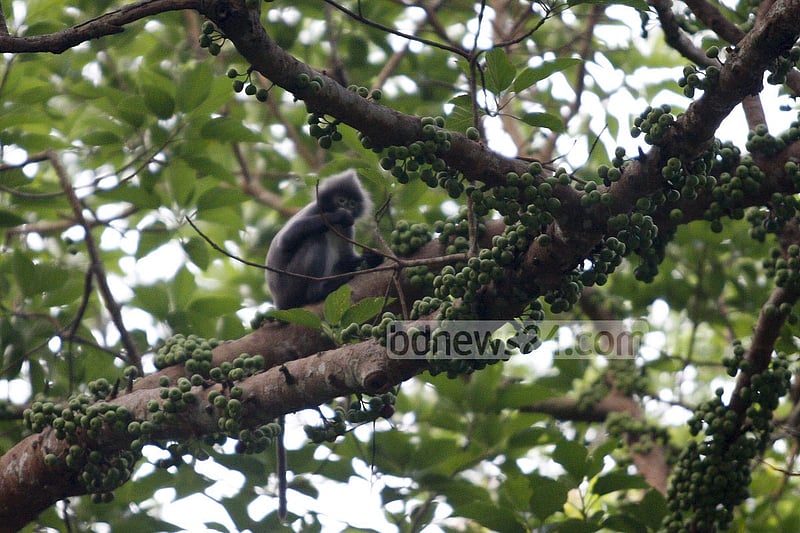 লাউয়াছড়া জাতীয় উদ্যানে ফাইরি’স লিফ লিফ মাঙ্কি বা চশমা পরা হনুমান। বাংলাদেশের তিন প্রজাতির হনুমানের মধ্যে চশমা পরা হনুমান আকারে সবচেয়ে ছোট।  